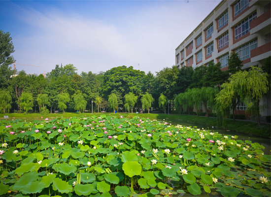 星光湖荷花盛开美景